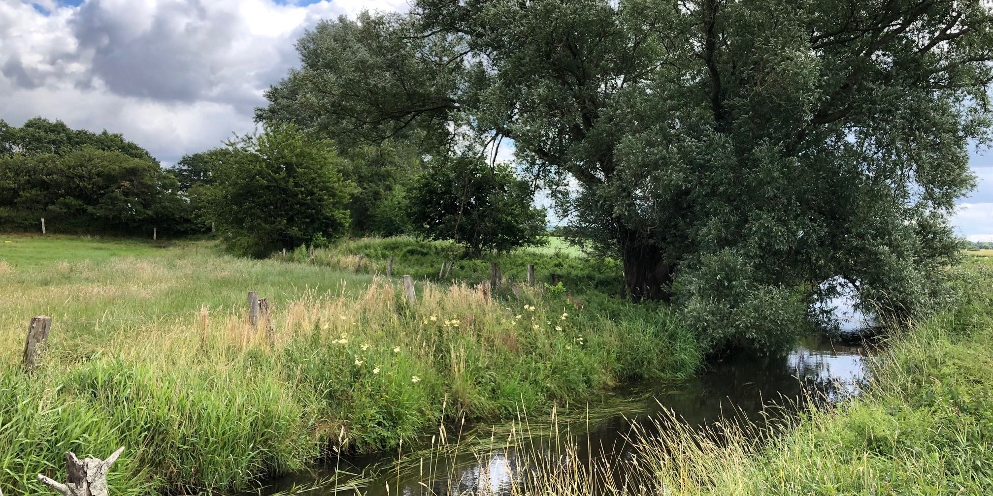 IMG_3616_Weide an der Stente